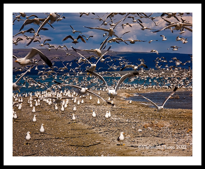Gull Attack