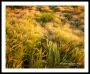 Grass