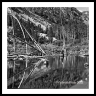 Flooded(MonoLake-28)