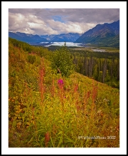 Fireweed(Alaska-14)