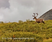 Caribou (Alaska-14)