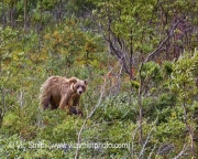 Grizzly (Alaska-14)