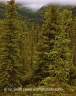 Taiga (Alaska-14)