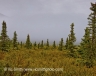 Plains (Alaska-14)