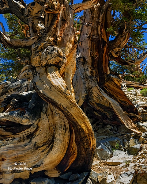 Dancing Lady (California-19)