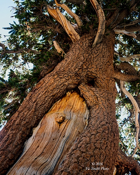 Big Boy (California-19)