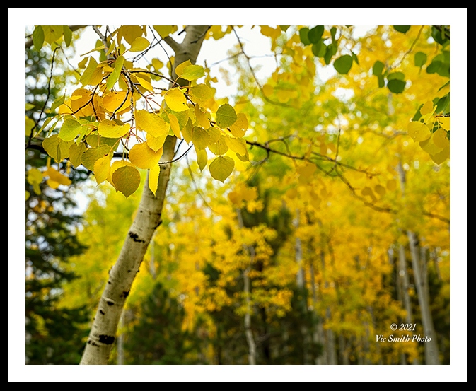 GFX22__DSF0992a2110a_web2Wf