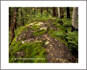 Mossy Rock (Arizona-28)