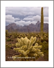 Cholla (Arizona-28)