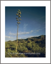 Cacti  (Arizona-28)
