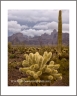 Cholla (Arizona-28) Cholla (Arizona-28)
