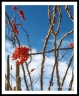 GFX30__DSF5120a2504a_web2Wf