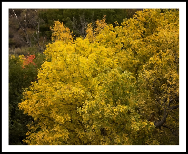 Yellow Leaves With Red Ornament