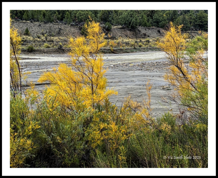 Flood Channel Willows