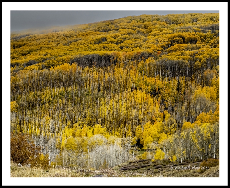 Boulder Mountain Aspens