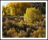 Old Cottonwoods