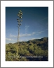 Cacti  (Arizona-39)