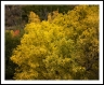 Yellow Leaves With Red Ornament