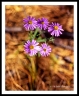 S5100127a2606a_web2Wf