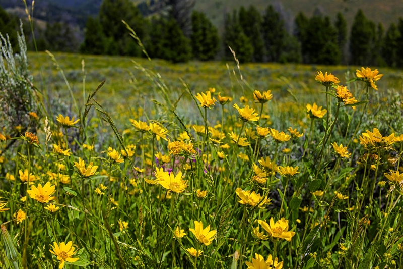 Summer Flowers (Montana-18)