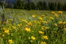 Summer Flowers (Montana-18)