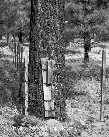 Wrapped (Arizona-11)