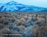 Toward The Mountains (MonoLake-11)
