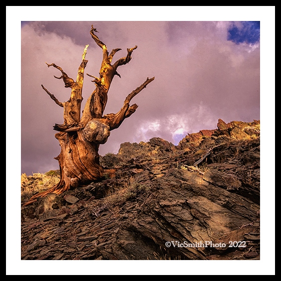 Bristlecone Reaching(CaEast-45)