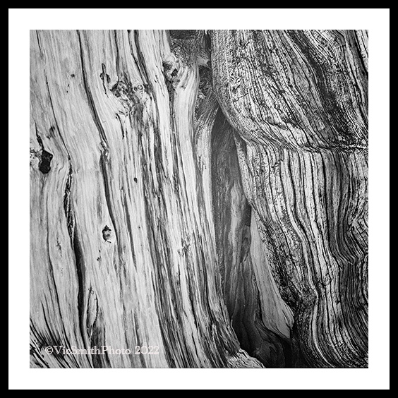 Bristlecone(CaEast-45)