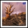 Bristlecone Reaching(CaEast-45)