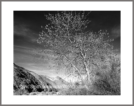 Cottonwood (DeathValley-35)