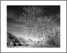 Cottonwood (DeathValley-35)