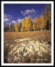 Aspen Meadow