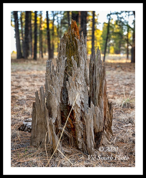 GFX__DSF1836a2009a_webWf