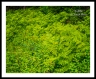 Deep Green (Giants-32)