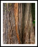IMG_1479a2008b_webWf