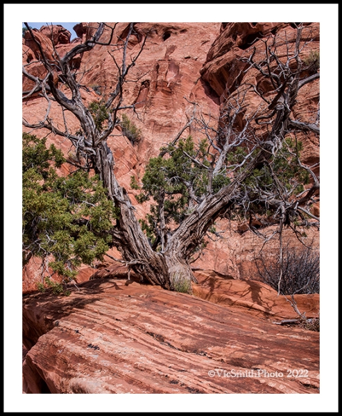 Juniper Rock(Utah-8)