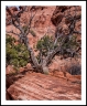 Juniper Rock(Utah-8)