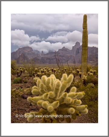 Cholla (Arizona-28)