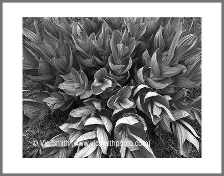 Leaves (Arizona-28)