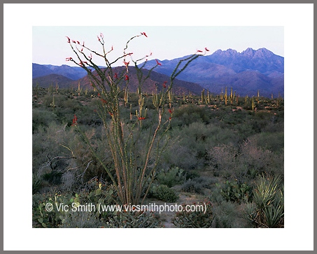 Ocotillo (Arizona-28)