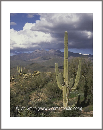 Four Peaks (Arizona-28)