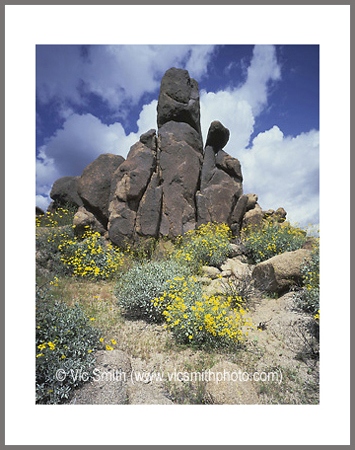 Pointers (Arizona-28)