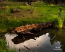 Still Water (Arizona-3928)