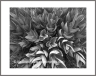Leaves (Arizona-39)