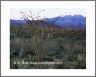 Ocotillo (Arizona-39)
