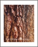 Tree Skin (MonoLake-28