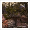 Mazatzal Bloom(Arizona-28)