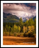 Swans (Montana-52)