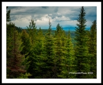 Rocky Mtn  Forest (Montana-52)